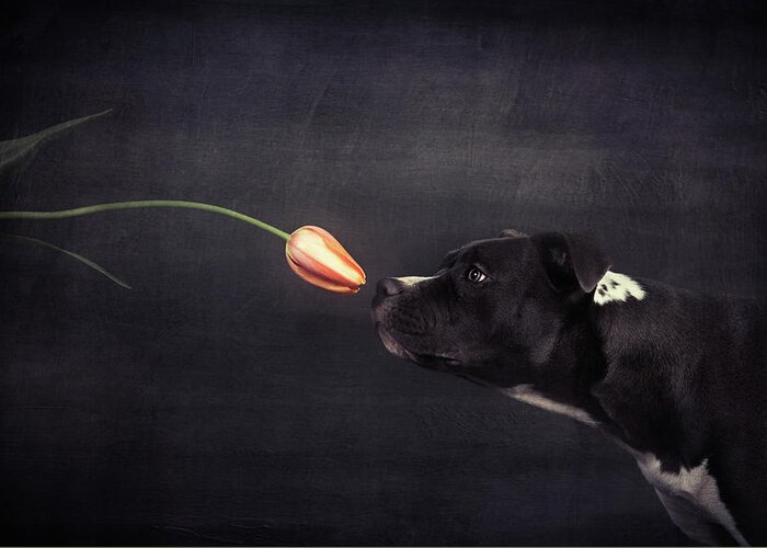 Studio Greeting Card featuring the photograph First Approach - Hildegard And The Tulip by Heike Willers