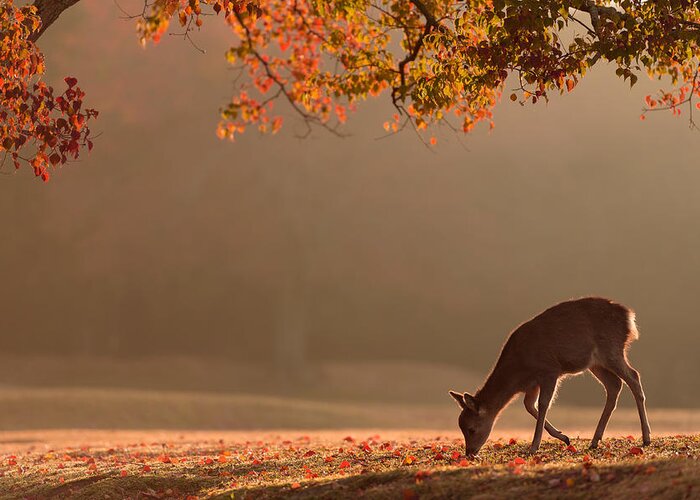 Deer Greeting Card featuring the photograph First Autumn by Yoshinori Matsui