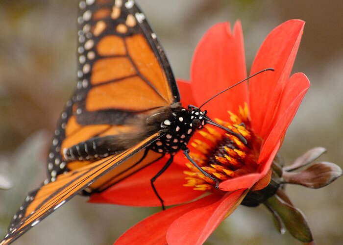 Nature Greeting Card featuring the photograph First Monarch by Lena Wilhite
