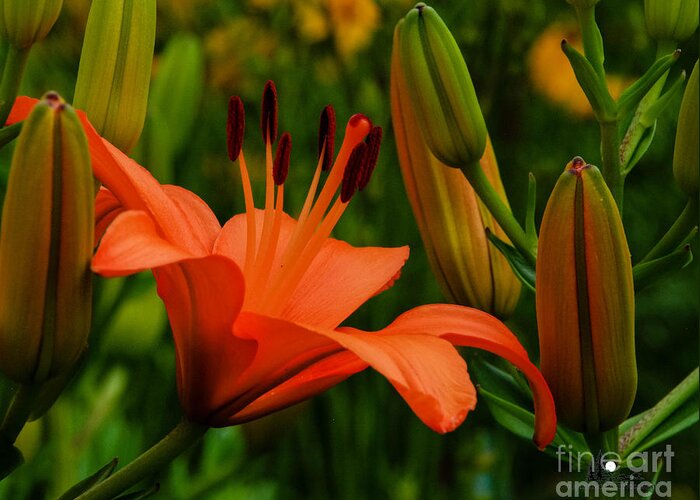 Tiger Lilly Greeting Card featuring the photograph First to Bloom by Grace Grogan