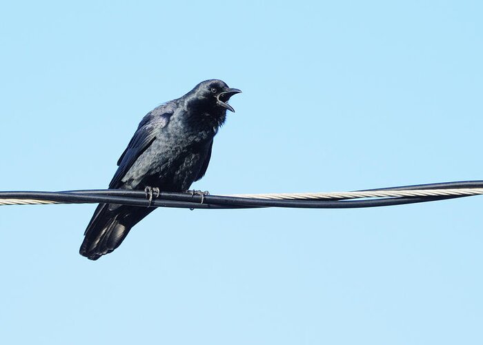 Crow Greeting Card featuring the photograph Fish crow on a wire by Bradford Martin