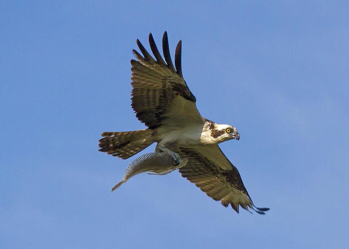 Osprey Greeting Card featuring the photograph Fish for dinner by David Freuthal