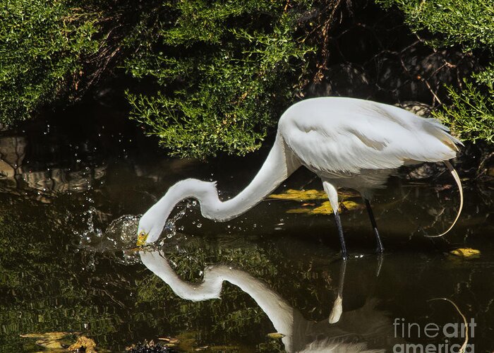  Egret Greeting Card featuring the photograph Splash by Paul Gillham