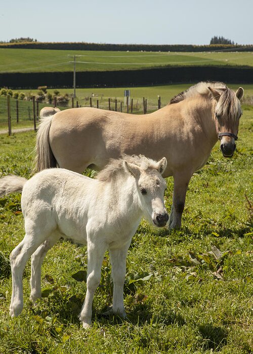 Feb0514 Greeting Card featuring the photograph Fjord Horse Mare And Foal New Zealand by Colin Monteath