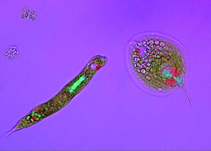 Animal Greeting Card featuring the photograph Flagellate Protozoa by Marek Mis