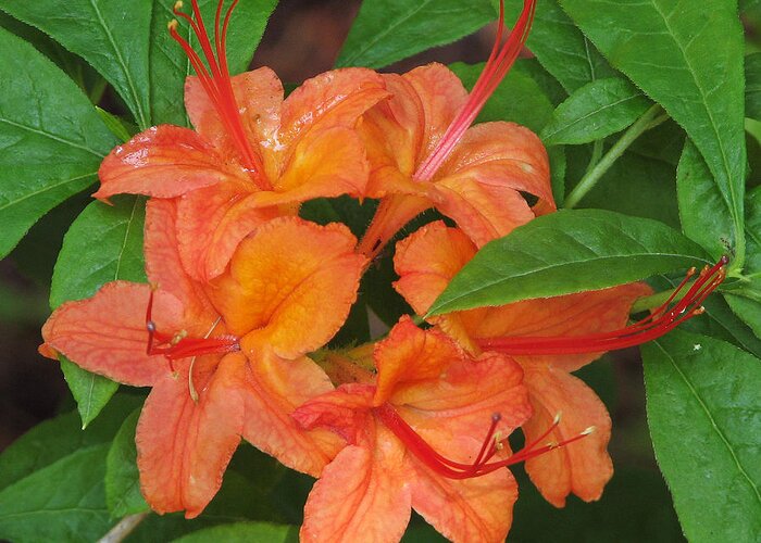 Botanical Greeting Card featuring the photograph Flame Azalea by Chris Anderson