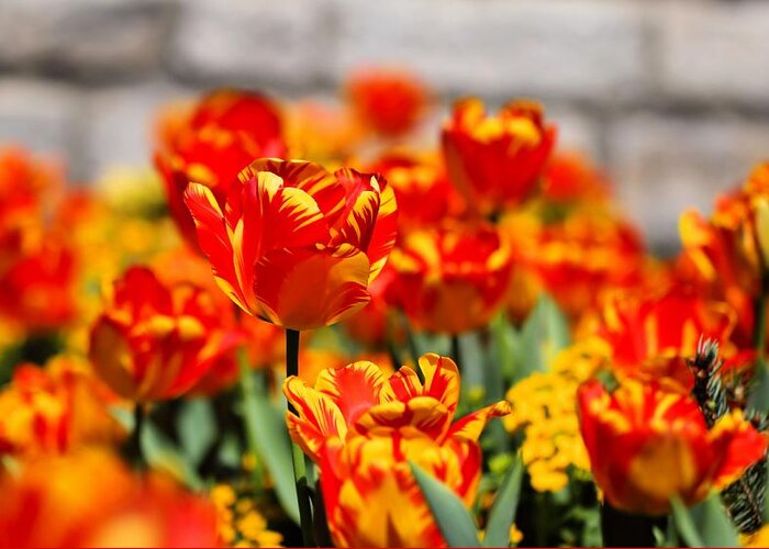 Tulips Greeting Card featuring the photograph Flame Garden by Katherine White