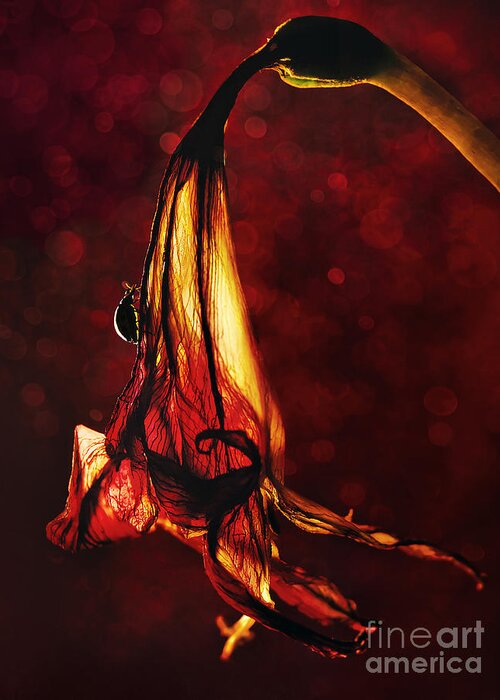 Red Greeting Card featuring the photograph Flamenco by Jaroslaw Blaminsky