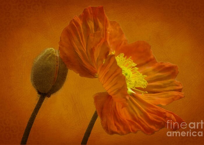 Orange Greeting Card featuring the photograph Flaming Beauty by Heiko Koehrer-Wagner