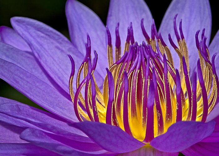 Waterlily Greeting Card featuring the photograph Flaming Heart by Susan Candelario