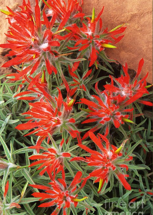 Zion Paintbrush Greeting Card featuring the photograph Flaming Zion Paintbrush Wildflowers by Dave Welling