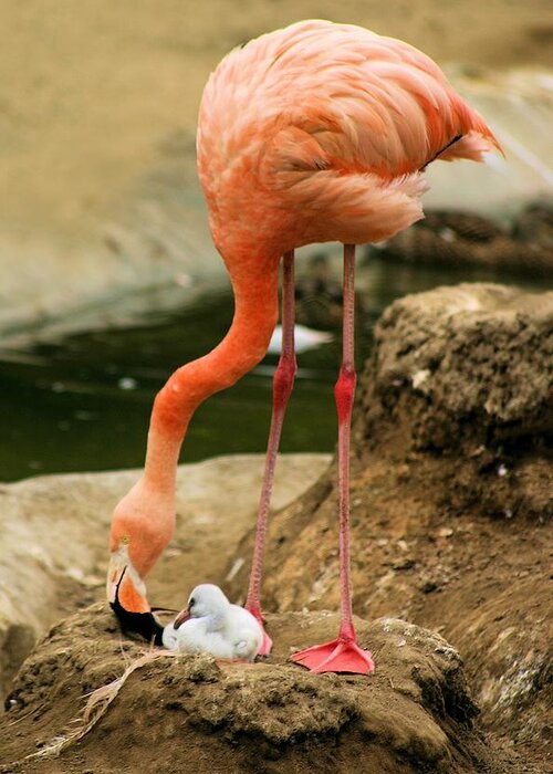 Flamingo Greeting Card featuring the photograph Flamingo and Chick by Jane Girardot