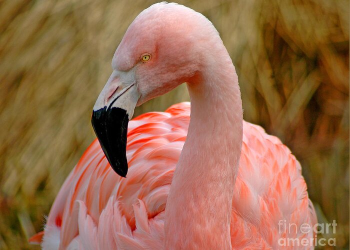 Flamingo Greeting Card featuring the photograph Flamingo Art by Nick Boren