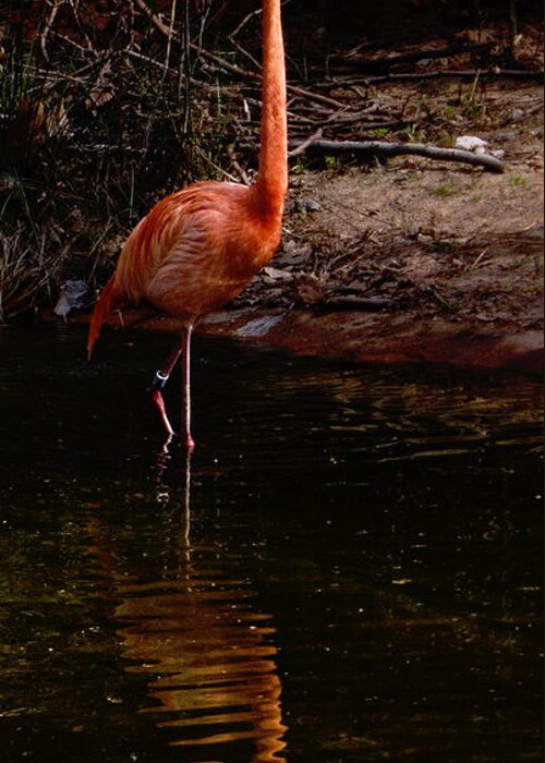 Flamingo Greeting Card featuring the photograph Flamingo at rest. by Weston Westmoreland