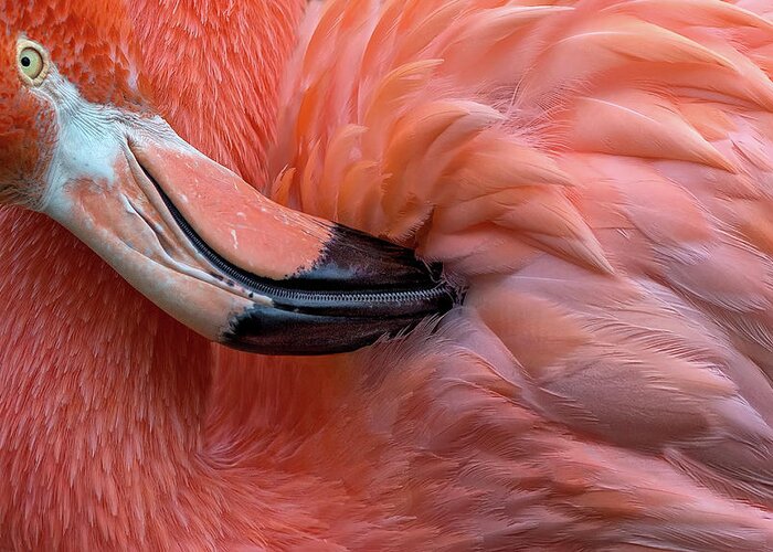 Flamingo Greeting Card featuring the photograph Flamingo Close Up by Xavier Ortega