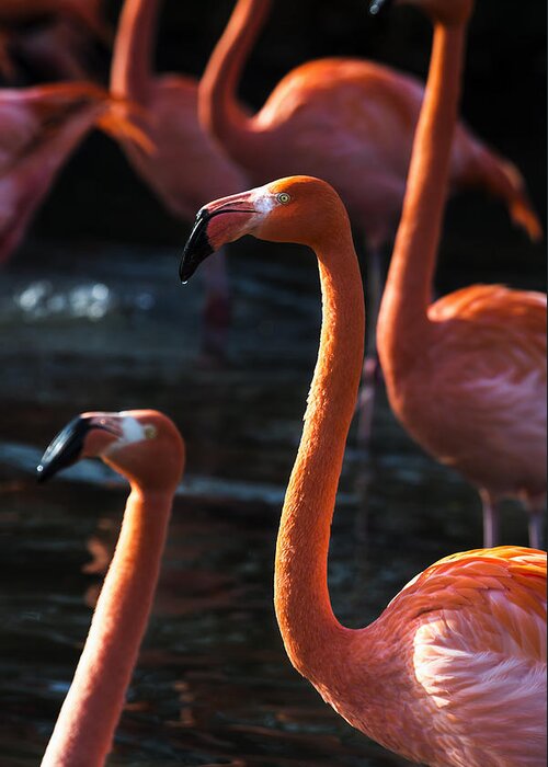 Flamingo Dance Photograph By Mike Feraco