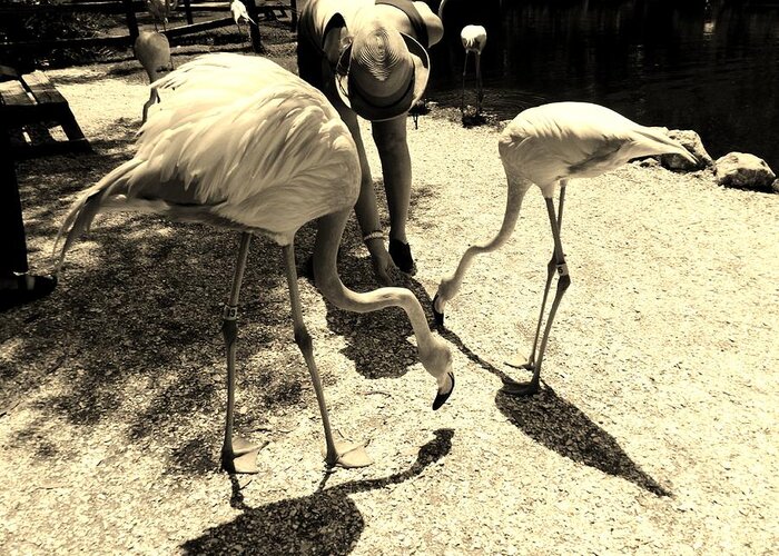 Sepia Tone Greeting Card featuring the photograph Flamingo Feeding Fest by Lori-Anne Fay