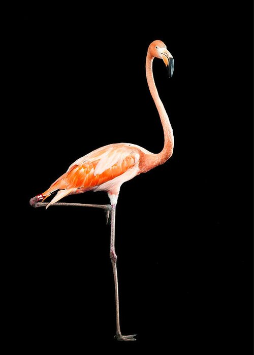 Flamingo Greeting Card featuring the photograph Flamingo on Black by Avian Resources
