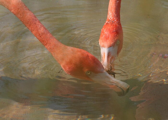 Flamingo Greeting Card featuring the photograph A Pair of Flamingoes by Valerie Collins