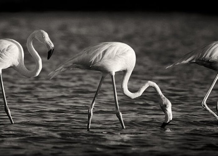3scape Greeting Card featuring the photograph Flamingos Black and White Panoramic by Adam Romanowicz