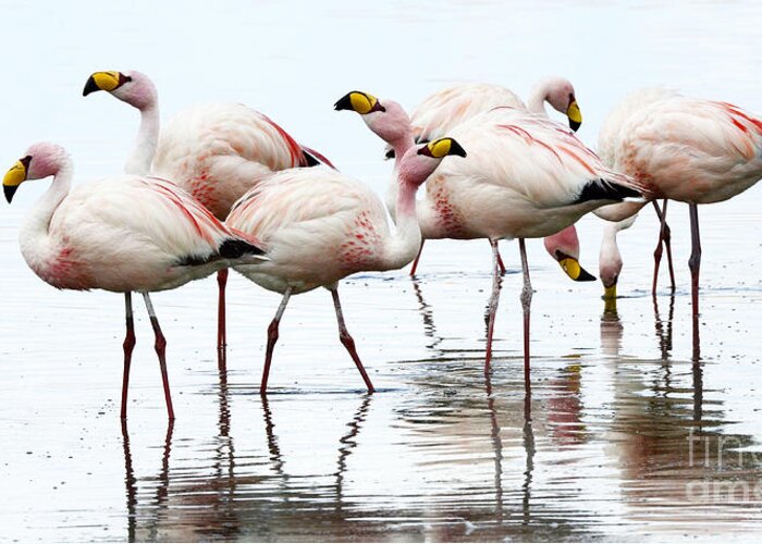 Flamingo Greeting Card featuring the photograph Flamingos Bolivia 1 by Bob Christopher