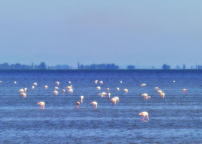 Animal Greeting Card featuring the photograph Flamingos in the pond by Roberto Pagani