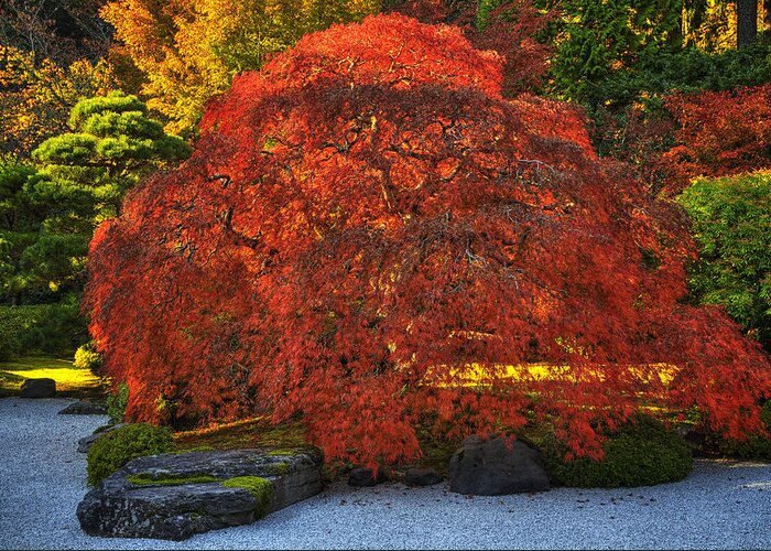 Oregon Greeting Card featuring the photograph Flat Garden Maple by Mark Kiver