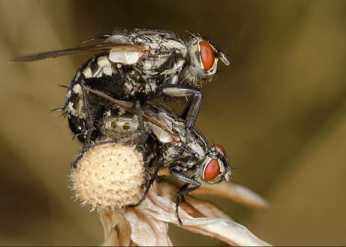 Insect Greeting Card featuring the photograph Flesh-flies Mating by Nigel Downer