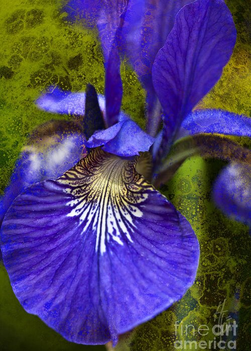 Iris Flower Greeting Card featuring the photograph Fleur-de-lis by Heiko Koehrer-Wagner