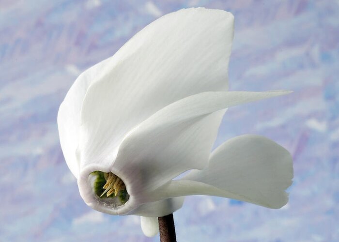 Cyclamen Greeting Card featuring the photograph Flight Of The Cyclamen. by Terence Davis