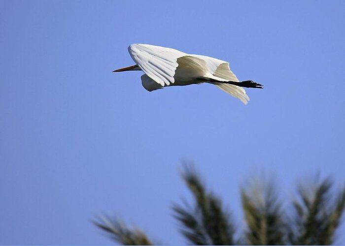 Great White Egret Greeting Card featuring the photograph Flight of the Egret by Penny Meyers