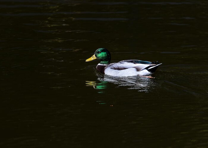 Duck Greeting Card featuring the photograph Floating in peace by Edgar Laureano