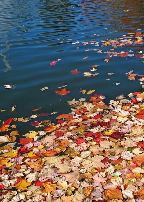 Leaves Greeting Card featuring the photograph Floating Leaves by Barbara McDevitt