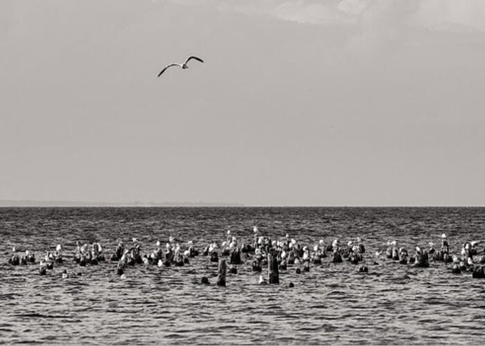 Michigan Greeting Card featuring the photograph Flock of Seagulls in Black and White by Sebastian Musial