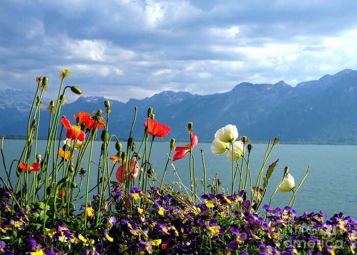 Alps Greeting Card featuring the photograph Floral Coast by Amanda Mohler