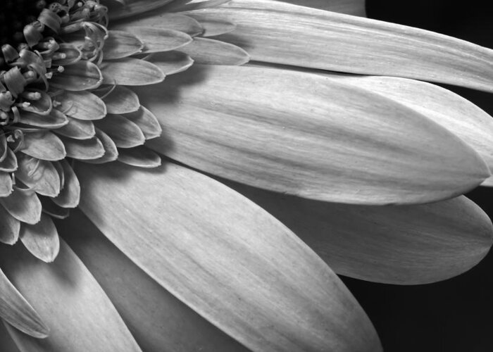 Beautiful Greeting Card featuring the photograph Floral Detail by Dawn Currie