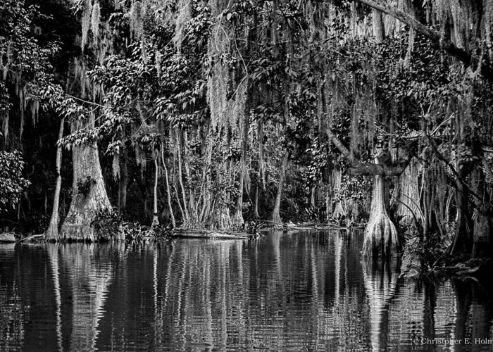 Christopher Holmes Photography Greeting Card featuring the photograph Florida Naturally 2 - BW by Christopher Holmes