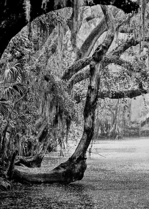 Christopher Holmes Photography Greeting Card featuring the photograph Florida Naturally 3 - BW by Christopher Holmes