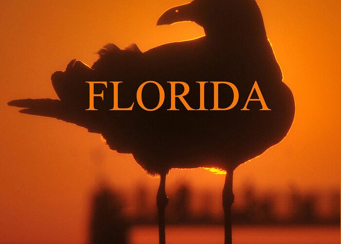 Seagull Greeting Card featuring the photograph Florida Seagull by David Lee Thompson
