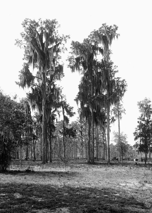 19th Century Greeting Card featuring the painting Florida Spanish Moss by Granger