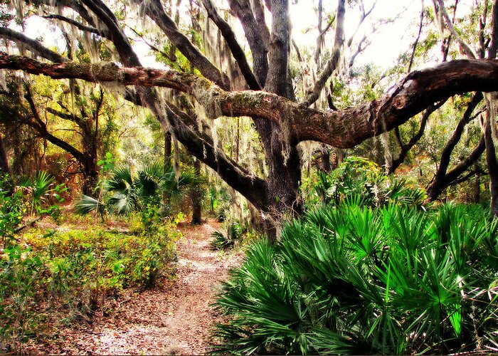 Nature Greeting Card featuring the photograph Florida Woods by Peggy Urban