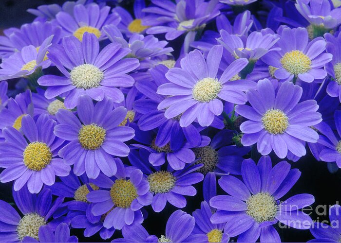 Cineraria Hybrid Greeting Card featuring the photograph Florists Cineraria Hybrid by Geoff Bryant