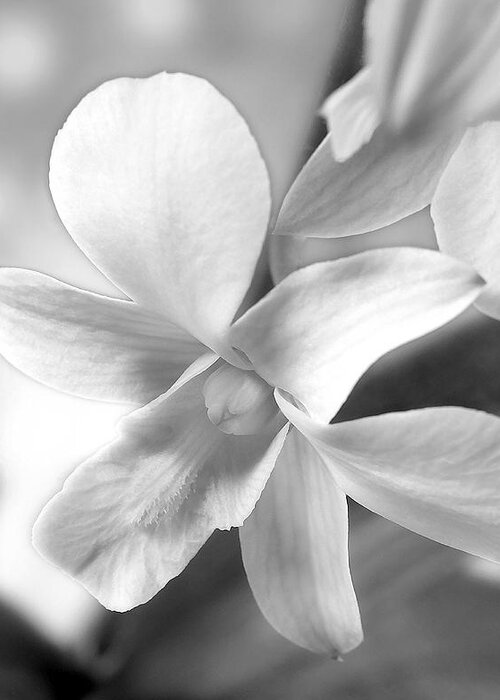 White Orchid Greeting Card featuring the photograph White Orchid by Mike McGlothlen