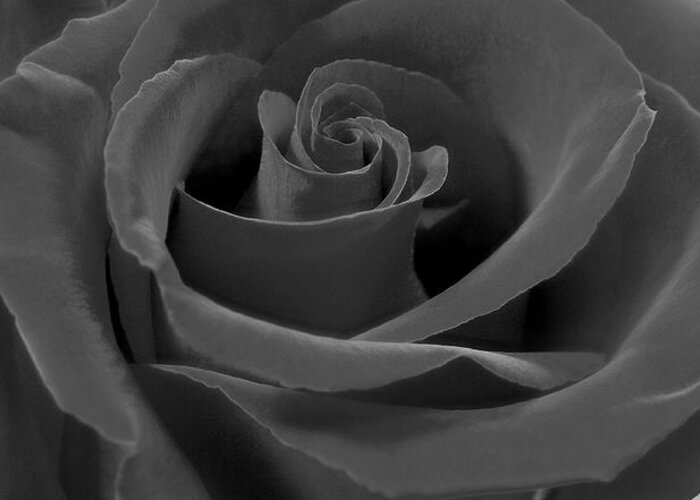 Rose Greeting Card featuring the photograph Dark Rose by Mike McGlothlen