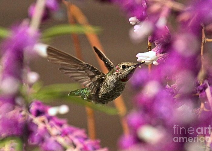 Hummingbird Greeting Card featuring the photograph Flower Buffet by Adam Jewell