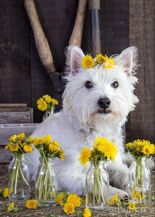 Dog Greeting Card featuring the photograph Flower Child by Edward Fielding