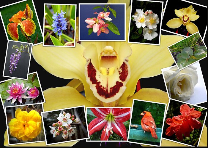 Macro Greeting Card featuring the photograph Flower Collage by Pete Trenholm