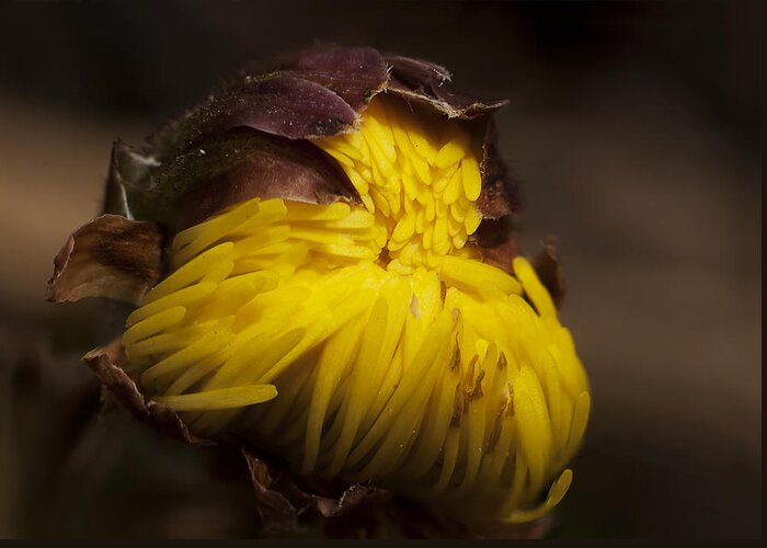 Yellow Greeting Card featuring the photograph Flower Dream III by Celso Bressan