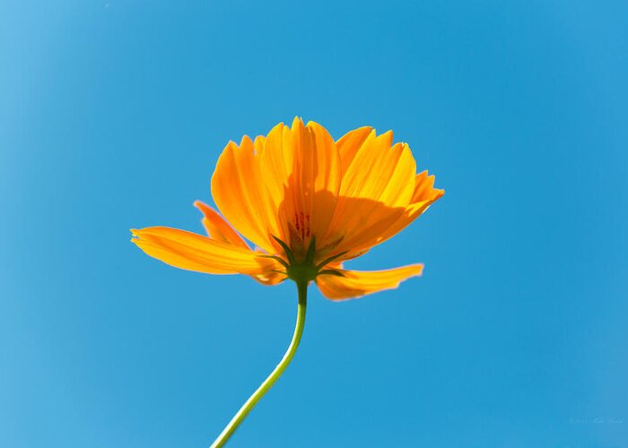 Orange Greeting Card featuring the photograph Flower - Growing up in Brooklyn by Mike Savad