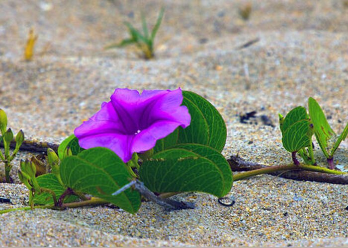 Sand Greeting Card featuring the photograph Flower on the Sand by Dorothy Cunningham